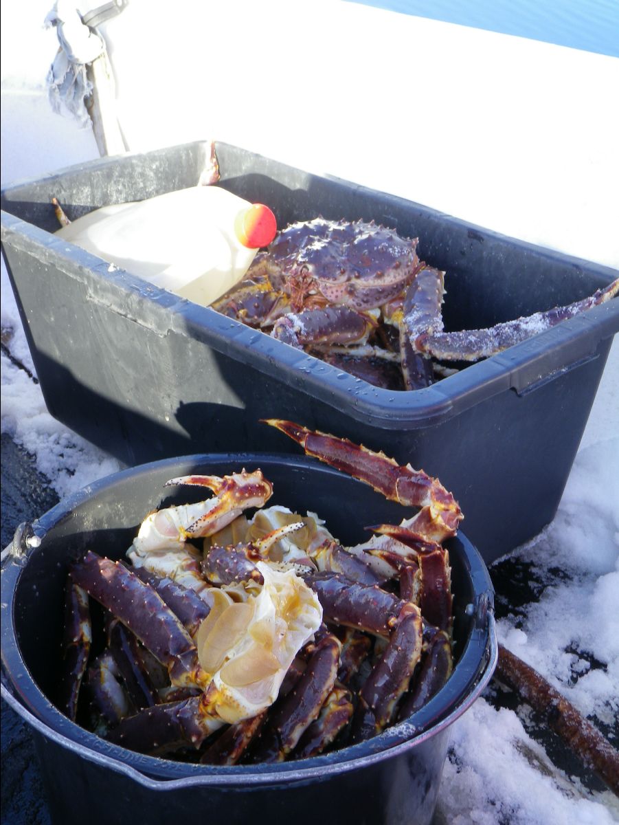 King Crab084
